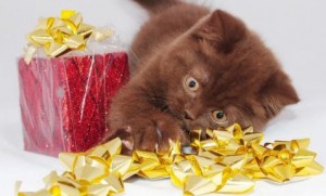 Шоколадные британцы фото. Британские шоколадные котята фото.  Британские котята шоколадного окраса фото    